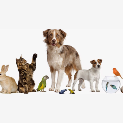 image_propose garde d'animaux