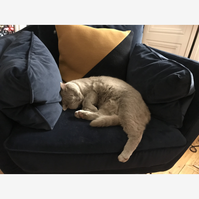 image_Famille accueil chat août