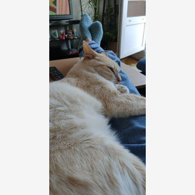image_Rech. cat sitter pour chat mâle stérilisé et vacciné de 5 ans (à garder chez le cat sitter)