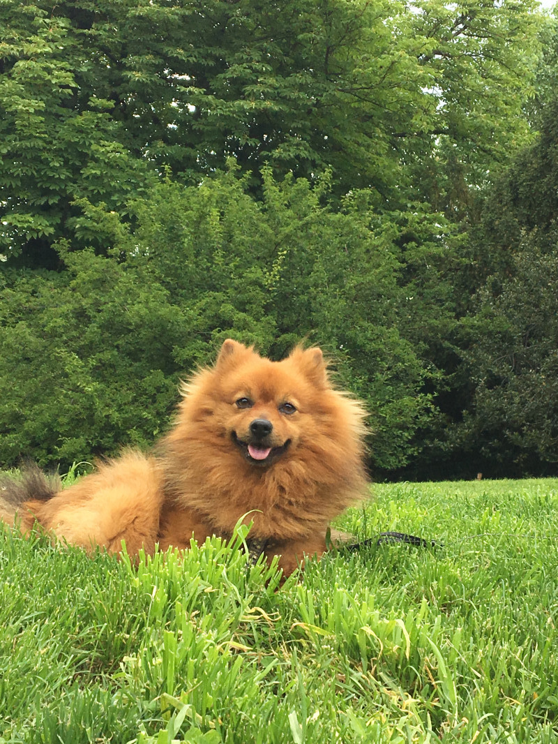 image_CHERCHE FAMILLE D'ACCUEIL POUR PETIT CHIEN (4 MOIS)
