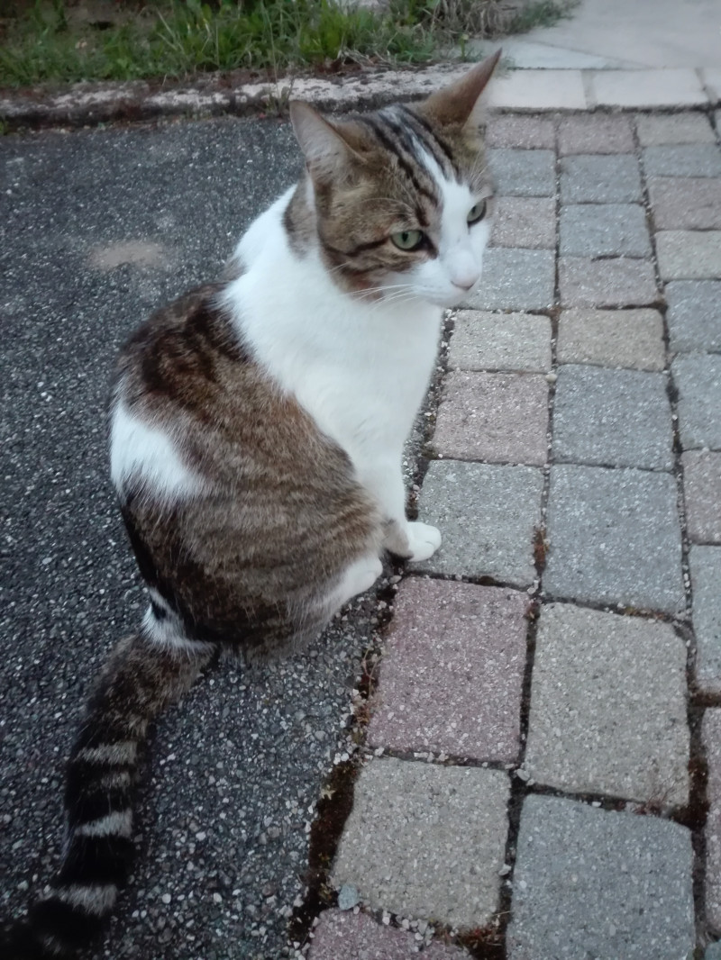 image_PETSITTER CHATS AOUT 2019