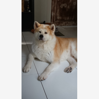 image_Cherche une personne attentionnée pour garder un Akita Inu
