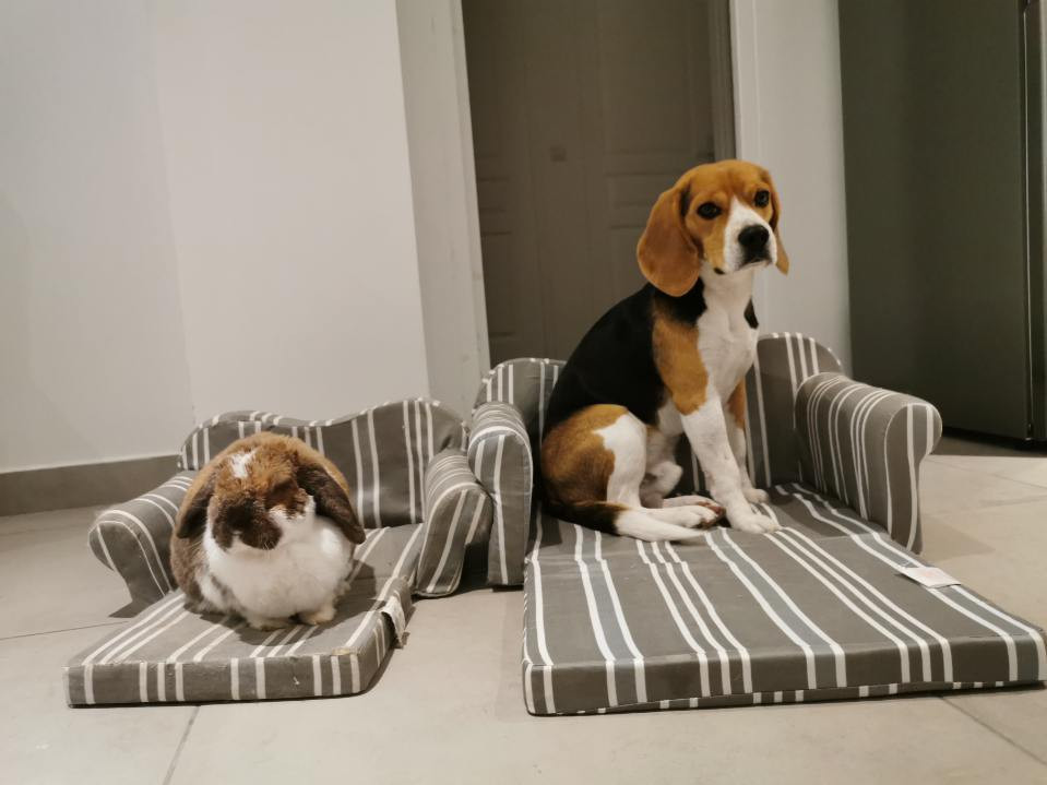 image_Garde d’animaux pendant vos vacances ou absences :)
