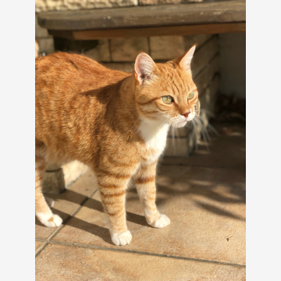 image_Garde Chat Roux de 15 ans du 6 au 28 aout - à votre domicile