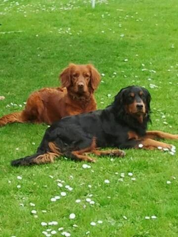 image_Garde de chiens