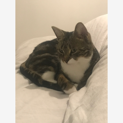 image_Recherche personne pour garder mon chat cet été