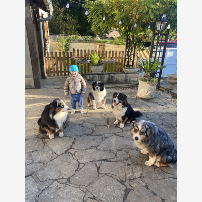 image_Garde de chiens