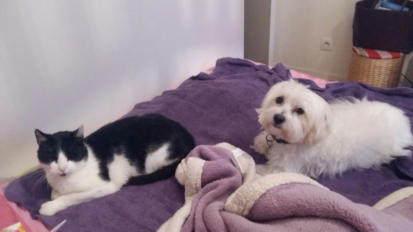 image_animaux