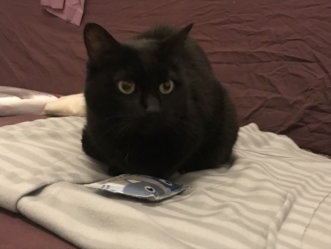 image_Garde de chat pendant les fêtes!