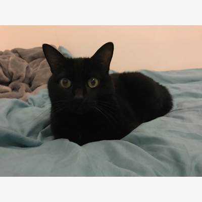 image_Recherche petsitter pour garde de chat!