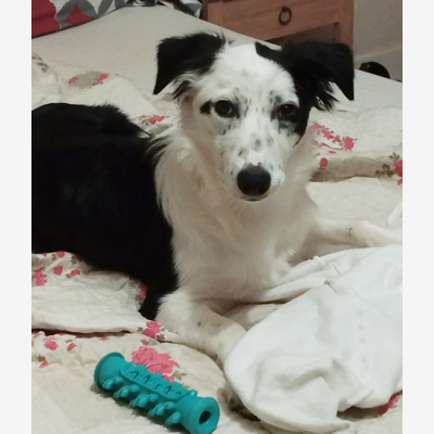 image_Recherche une personne sérieuse pour garder un animal à mon domicile