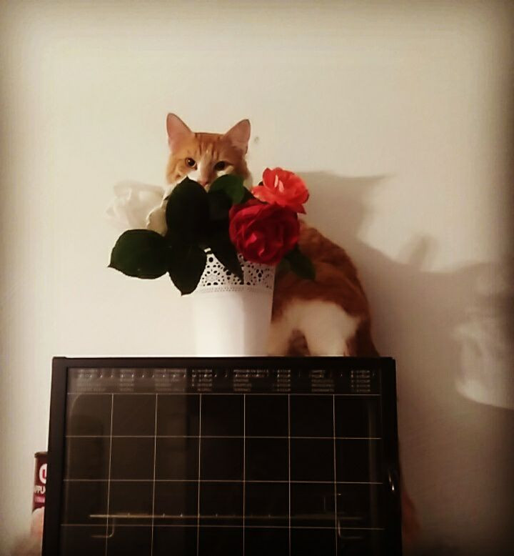 image_garde d'animaux