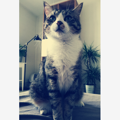 image_garde de chat