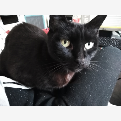 image_Je recherche une personne pour garder mon chat en Août