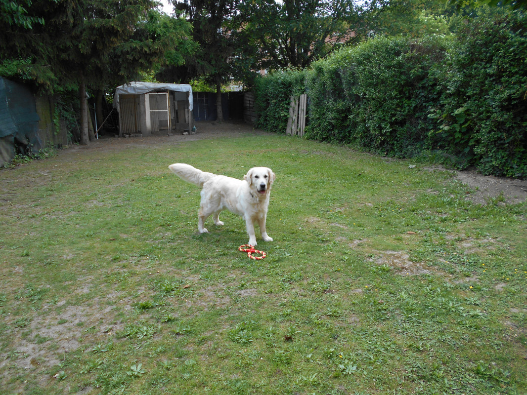 image_garde votre compagnon