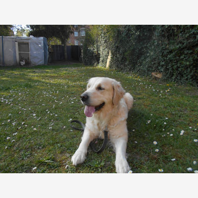 image_garde animaux