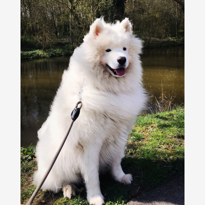 image_Garde chien et promenades