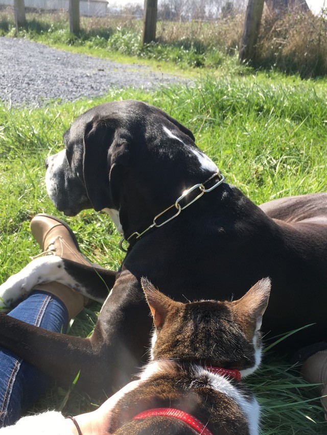 image_Garde d'animaux en tout genre