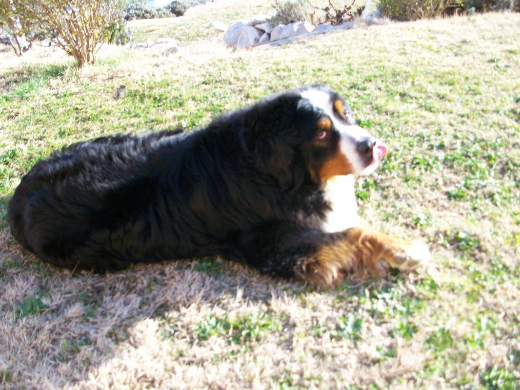 image_Garde animaux à domicile