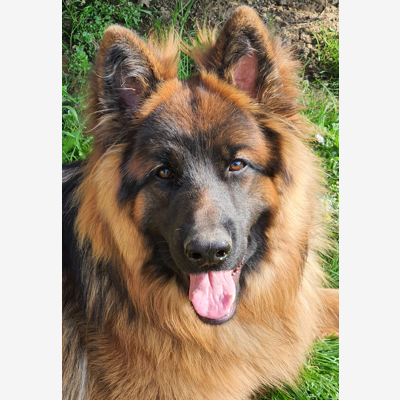 image_Cherche famille d'accueil pour chien