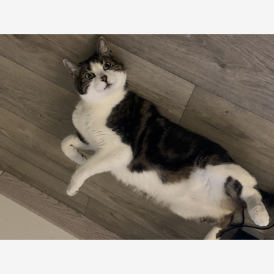image_Garde d’animaux