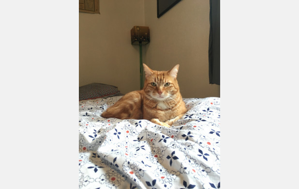 image_Garde Chat - Boris