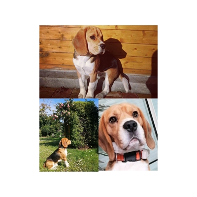 image_Cherche une famille d'accueil pour notre chien