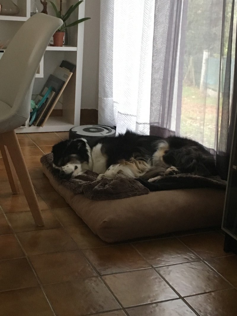 image_Garde chiens et NAC