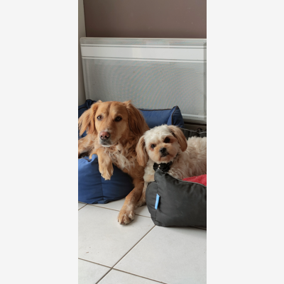 image_Cherche famille d'accueil pour nos 2 chiennes