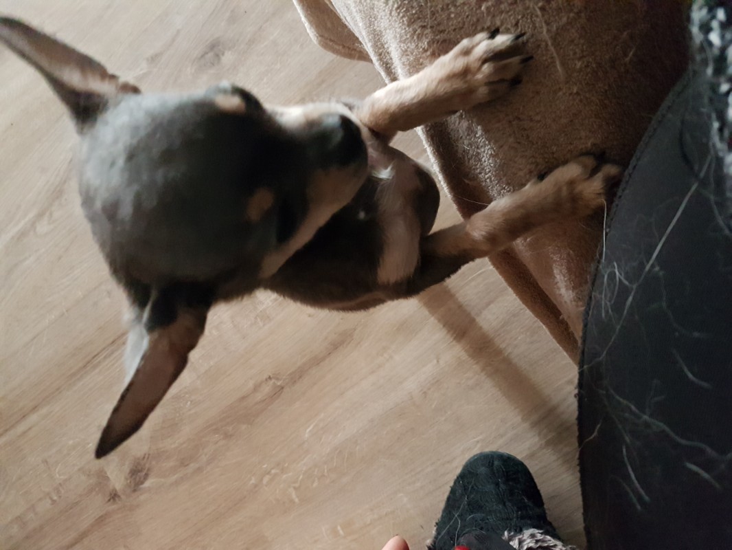 image_Garde d'animaux