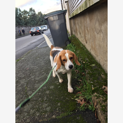 image_petsitter