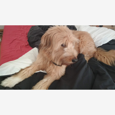 image_Recherche gardien pour gentil chien du 8 au 22 août