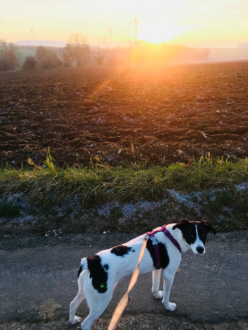 image_Gardiennage animaux - Petsitting - chiens, chats etc