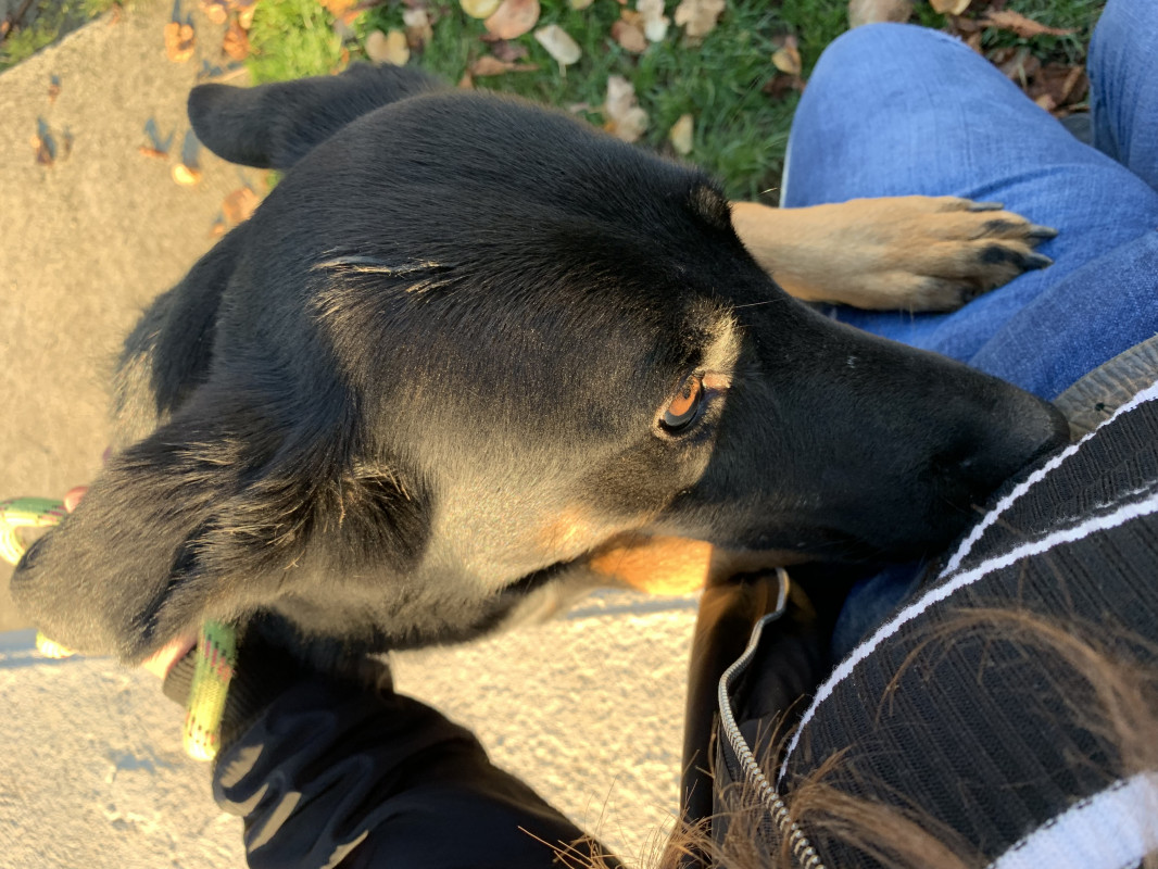 image_Garde d’animaux
