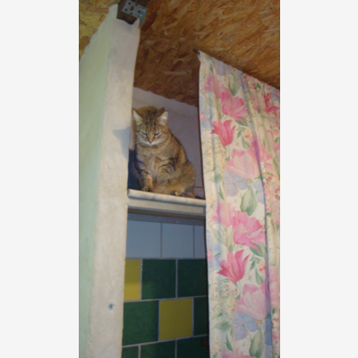 image_C Le Service pour le bien être de vos animaux