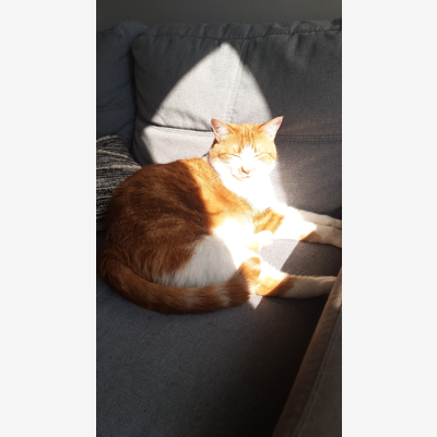 image_Garde chat août