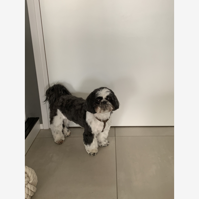 image_garde chien Shi Tzu