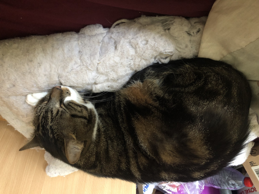 image_Garde chat 3 ans