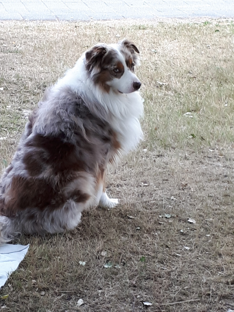 image_faire gardes un chien