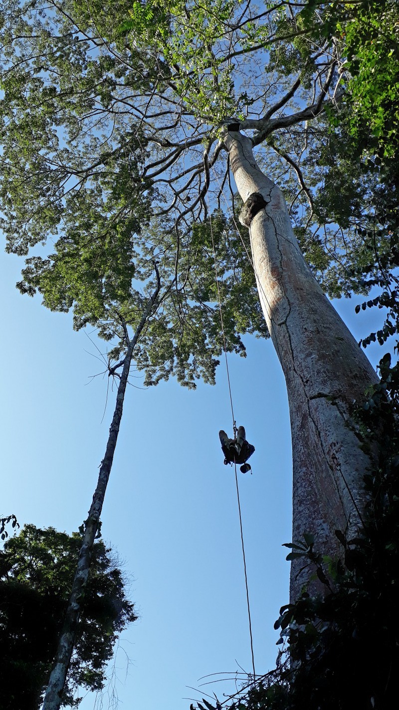 image_Arboriste professionnel,Élagueur Grimpeur diplomé à Grenoble