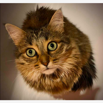 image_Cherche une personne pour garder mon chat ! 15 jours en Juillet Aout 2021