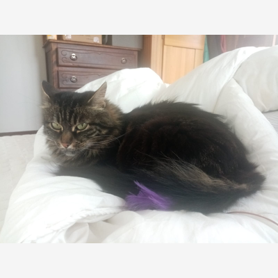 image_cherche gardiennage chat