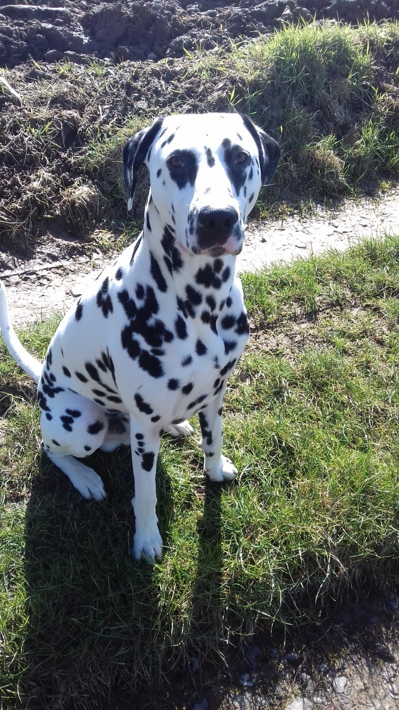 image_Garde d'animaux