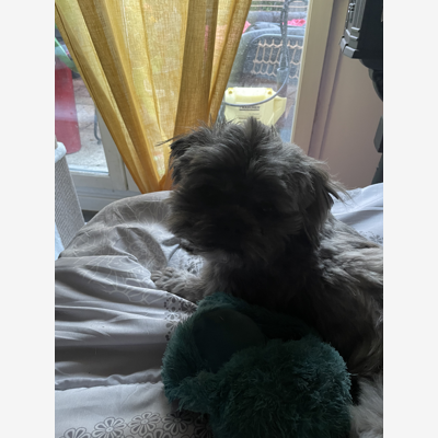 image_Recherche à l année nounou pour mon petit chien