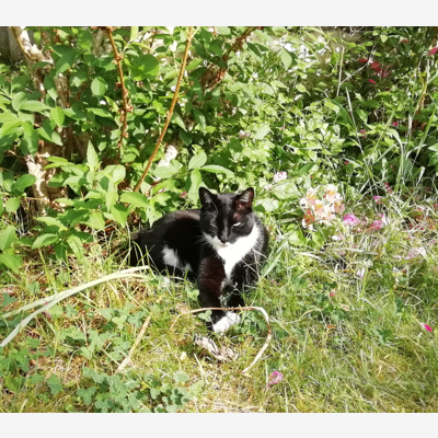 image_Recherche garde chat à votre domicile - Août 2020