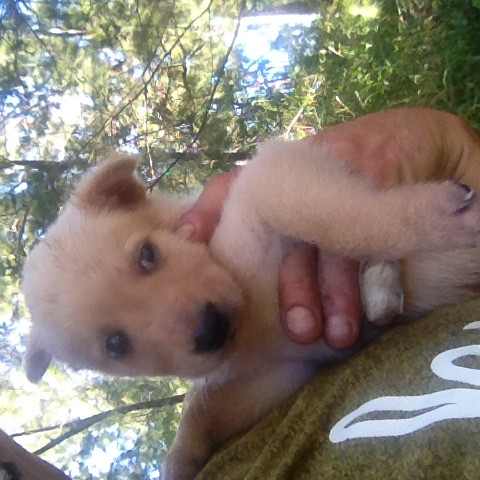 image_Petsitter Garde Chiens Ile de La Réunion 974