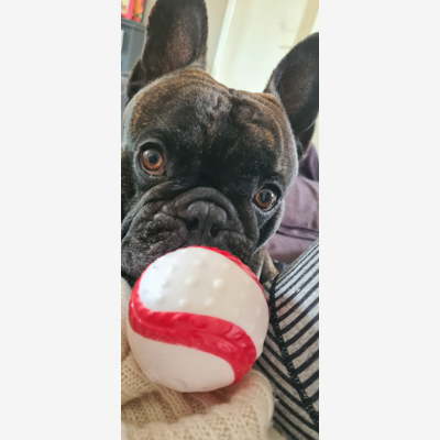 image_Gade bouledogue