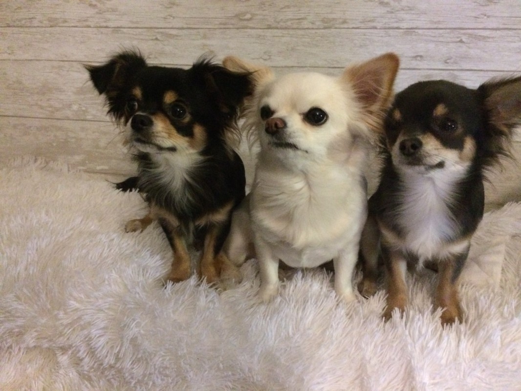 image_garde d animaux