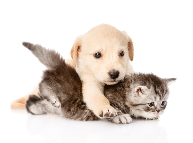 image_Garde d'animaux 8€/jour
