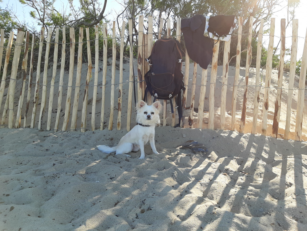 image_Garde pour chihuahua 1 an 1/2